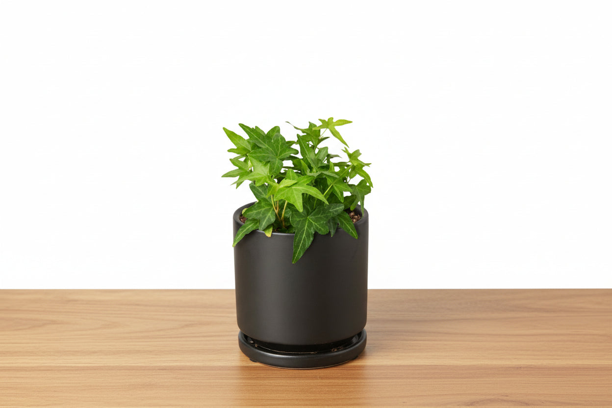 Green potted plant in a black pot on a white background
