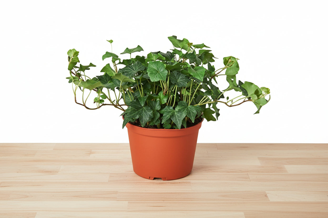 Potted green plant with a white background