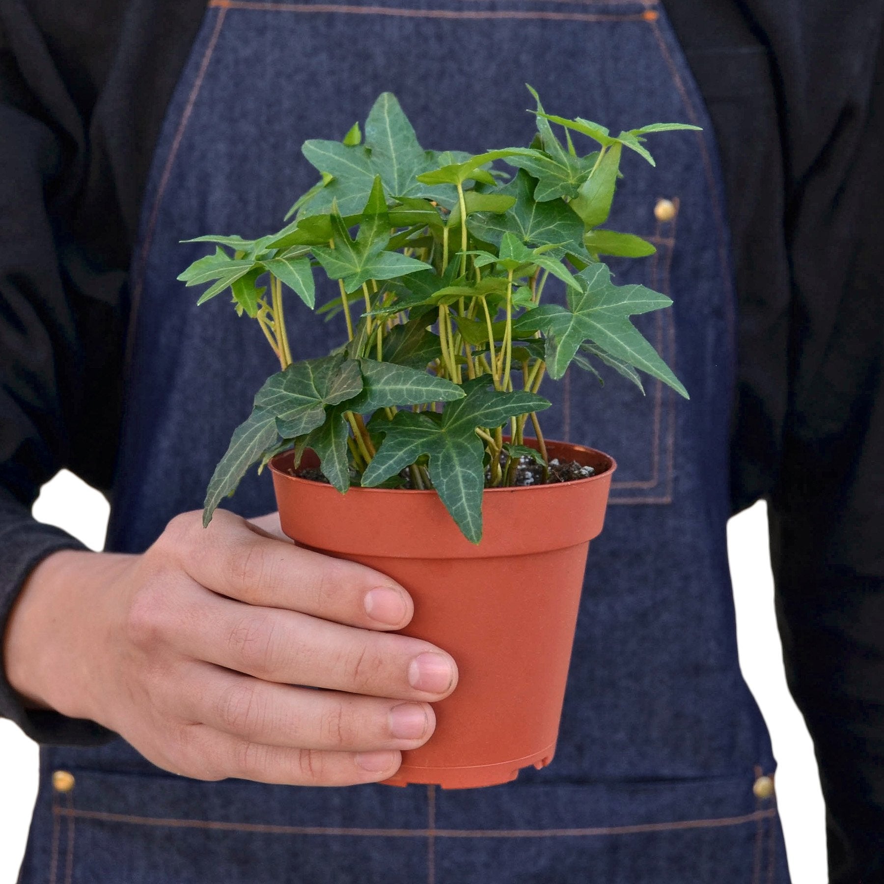 Person holding a potted plant wearing a denim apron
