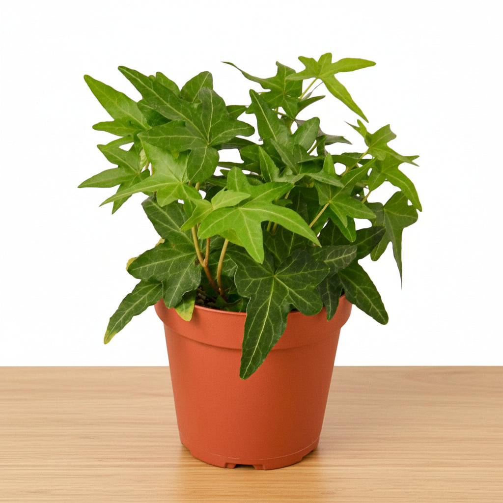 Potted plant with green leaves in a terracotta pot on a white background