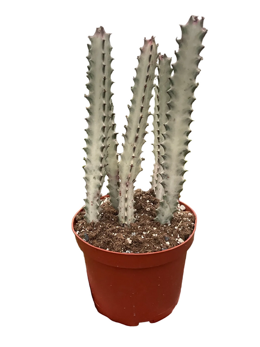 Potted euphorbia dragon bone cacti succulent with white cream variegated stalks with green edges growing in a brown pot against a white background.
