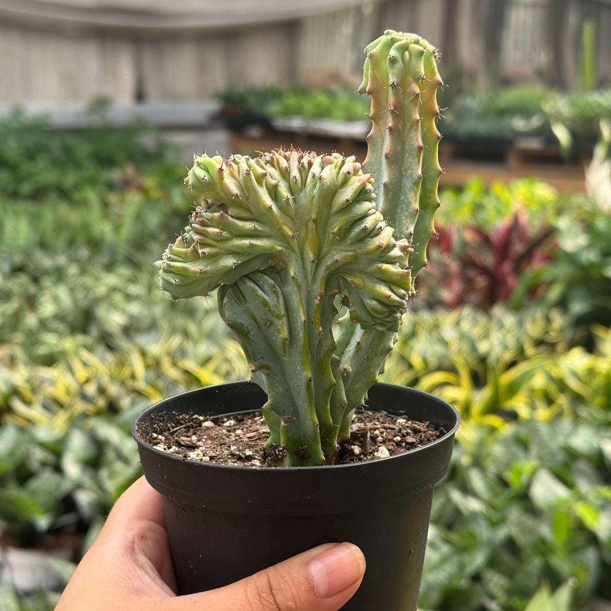 A potted Euphorbia Lactea ‘mermaid tail’ hybrid succulent plant with wavy brain like stem being held by a hand in a greenhouse, with other plants blurred in the background.