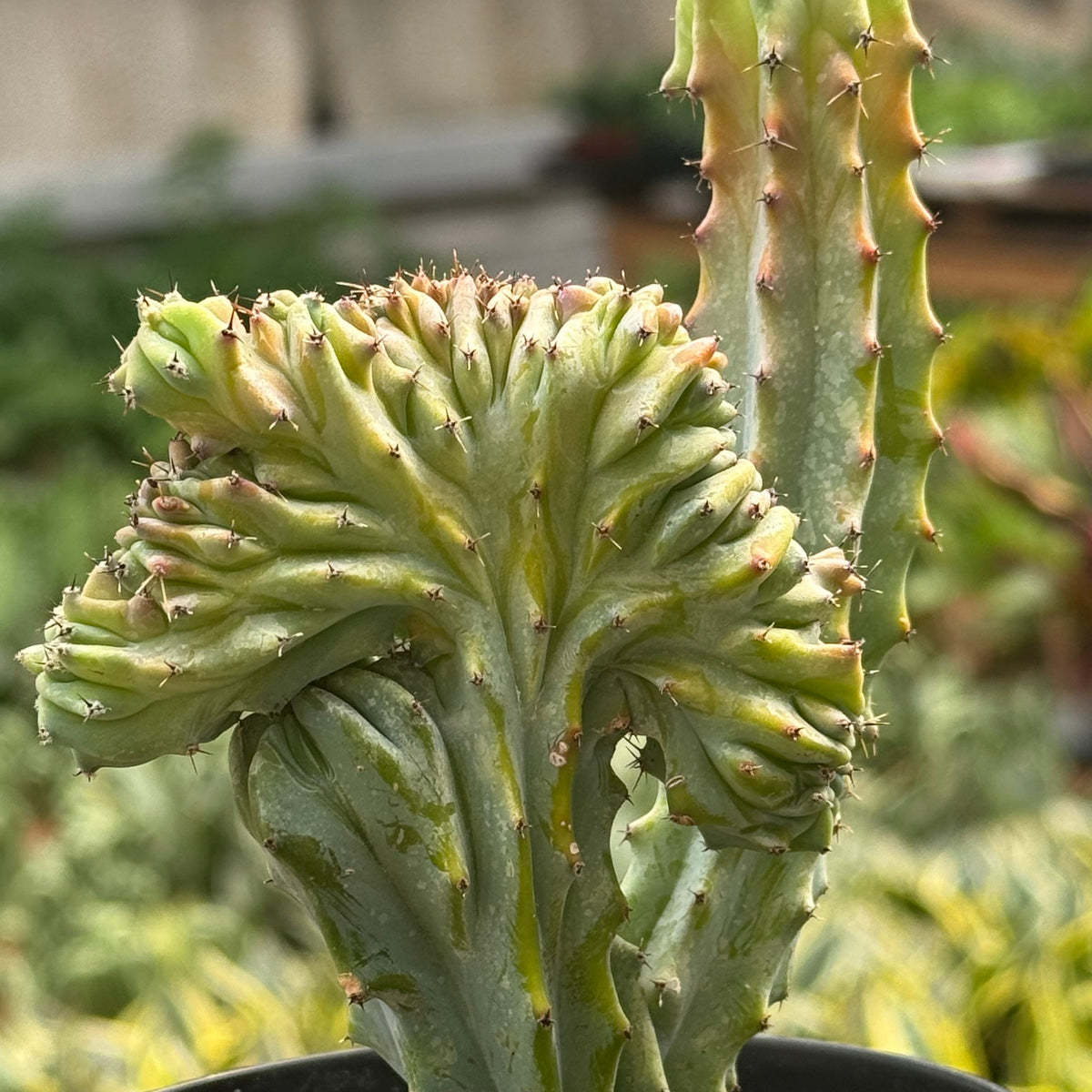 A close-up of a green euphorbia lactea  ‘mermaid tail’ cactus with thick, ribbed leaves and small spines, photographed outdoors against a blurred garden background.