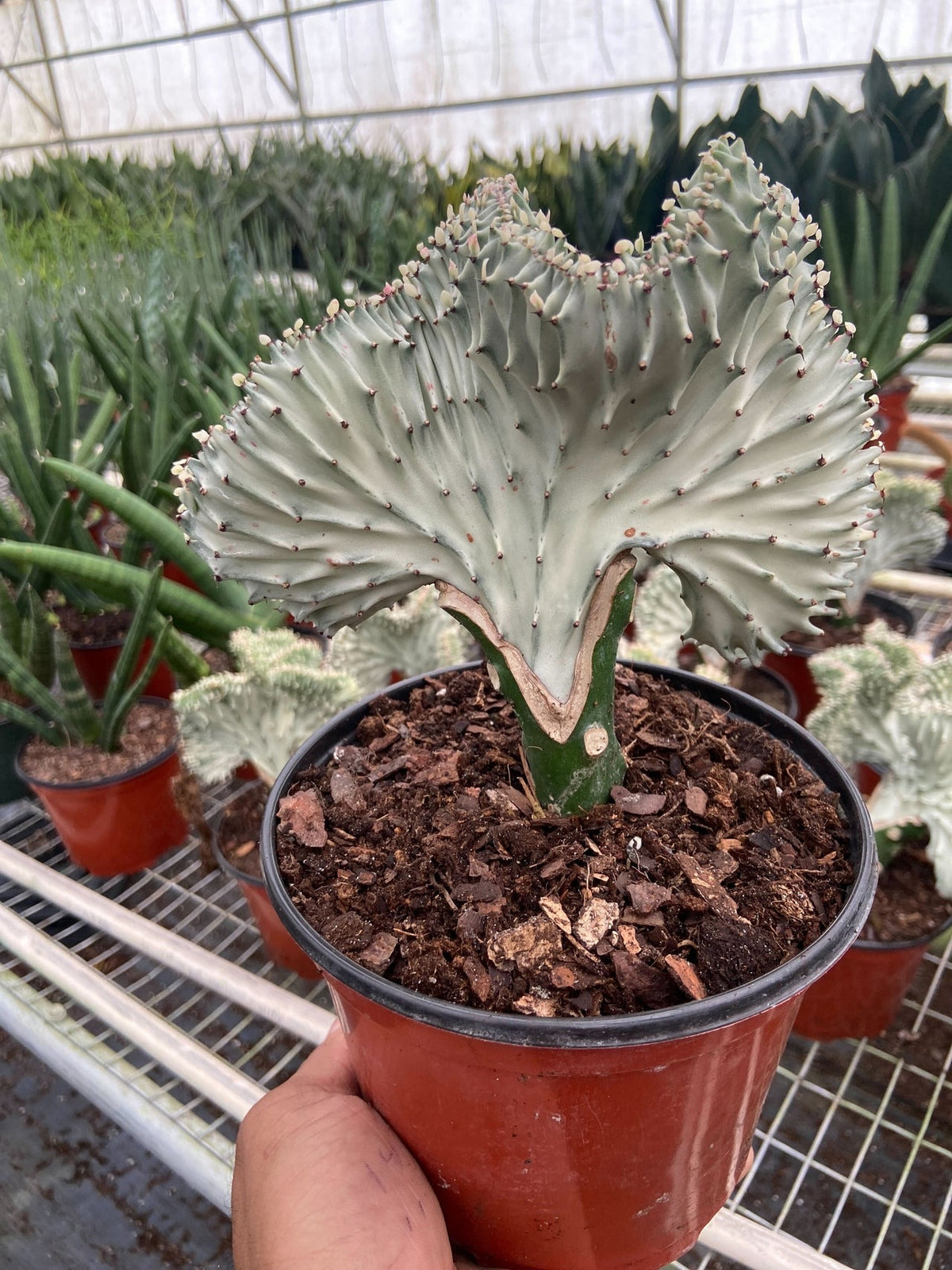 Hand holding a potted euphorbia lactea white ghost succulent with unique wavy brain like green stem growing in a brown pot in a greenhouse with other plants in background.