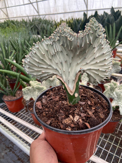 Hand holding a potted euphorbia lactea white ghost succulent with unique wavy brain like green stem growing in a brown pot in a greenhouse with other plants in background.