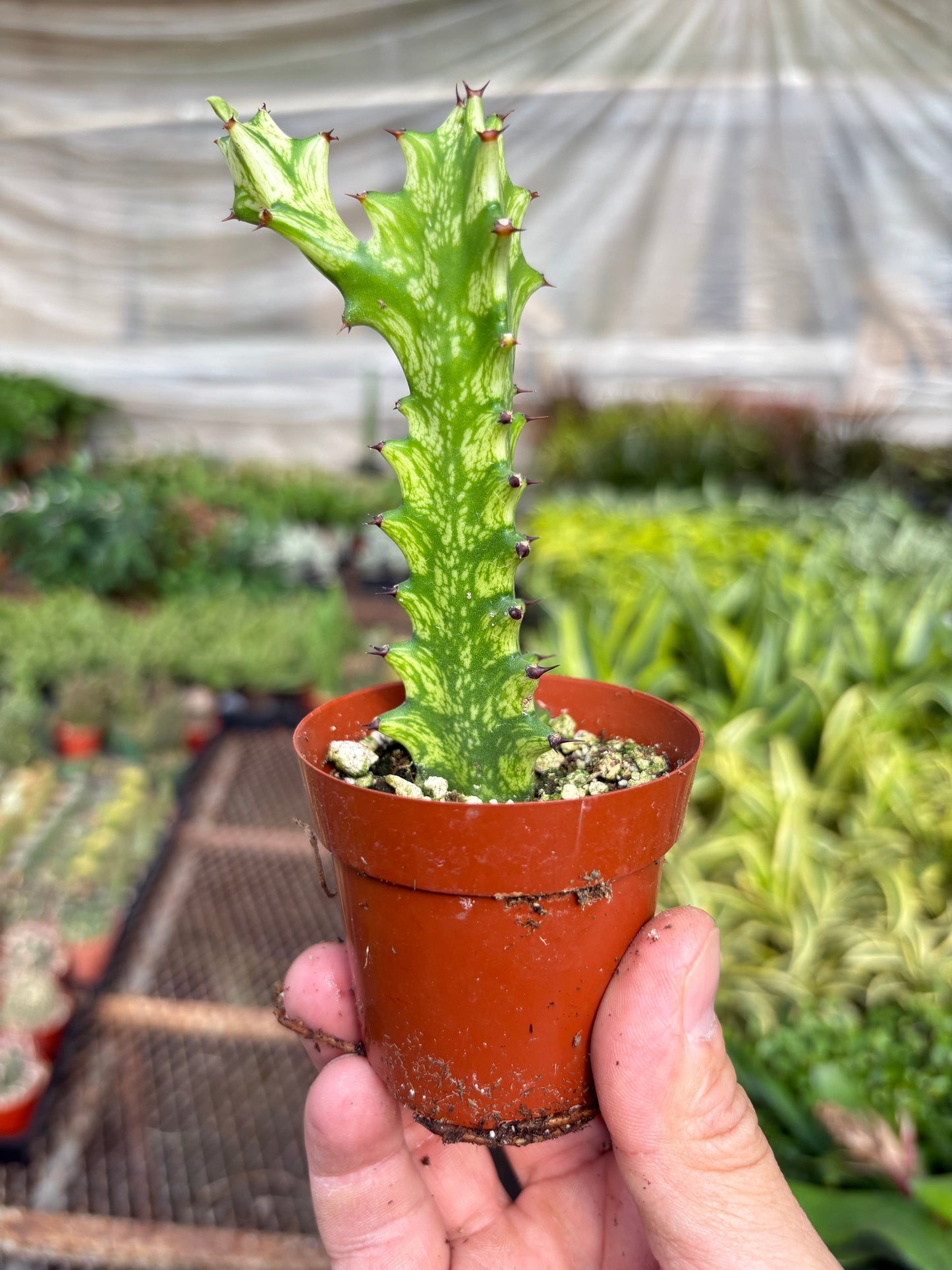 Small cactus plant in a pot held by a hand with a greenhouse background