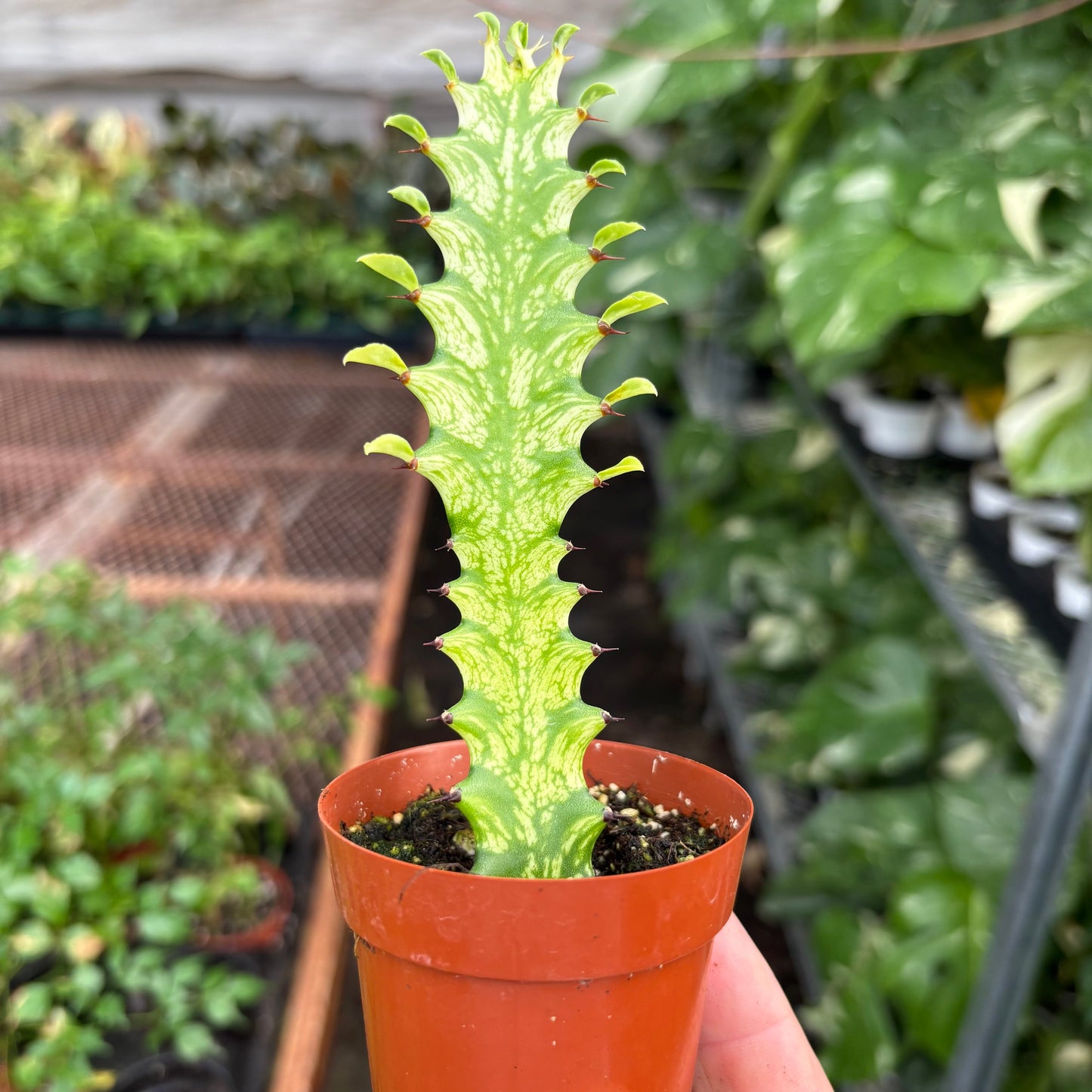 Potted cactus with unique green and yellow pattern held in a hand, garden setting in the background