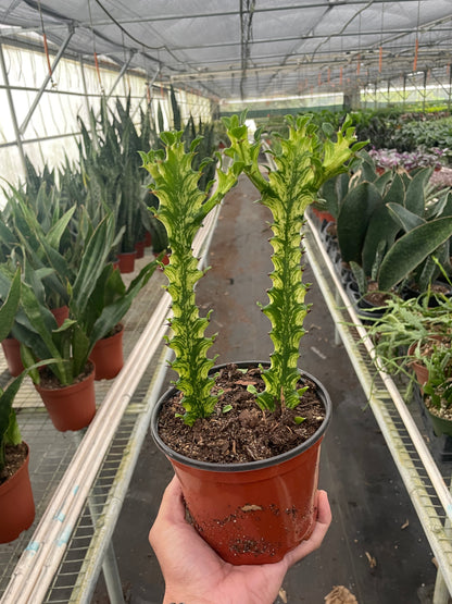 Potted plant held in a greenhouse with other plants in the background