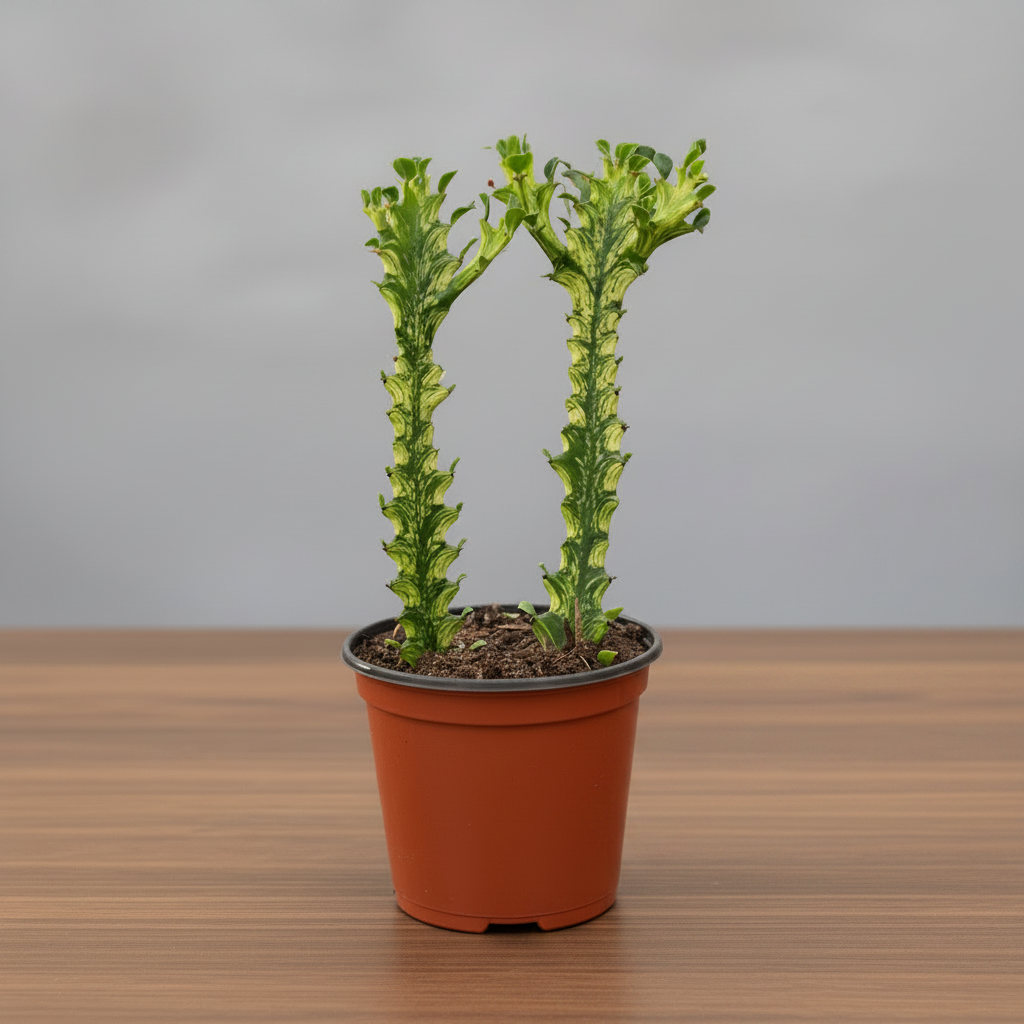 Potted succulent with cream yellow green stalks in brown pot on a brown table