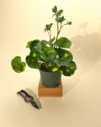 Farfugium Firefly
