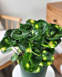 Farfugium Firefly