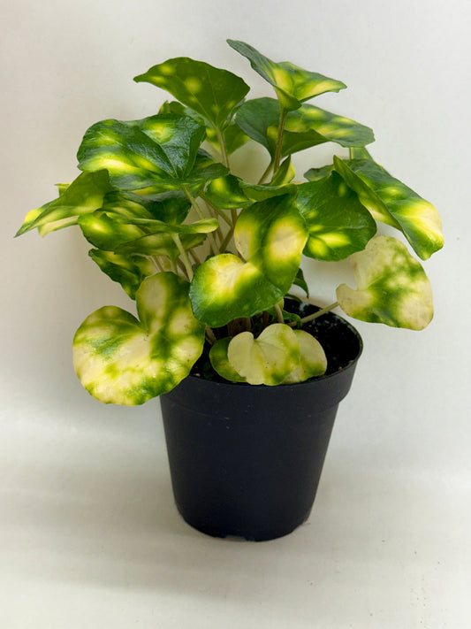 Potted farfugium firedly plant with vibrant green leaves with bright yellow speckles on the leaves in a black pot on a white background.