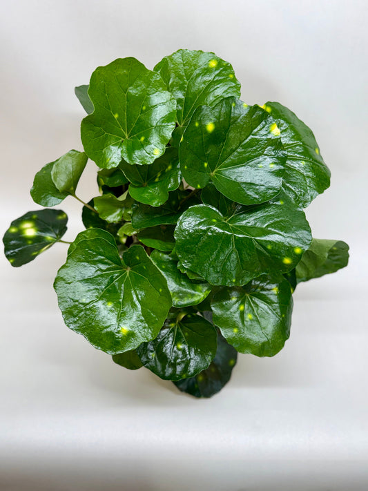 Potted farfugium firefly plant with bright vibrant glossy green leaves with yellow specks in a pot sitting on a solid plain surface. 