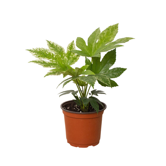 A potted pet friendly fatsai spiders web plant with green leaves with white edges in a brown 6” pot on a white background.