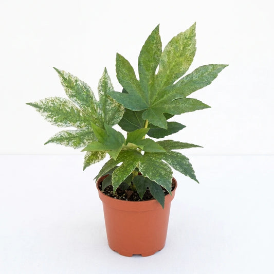 A potted pet friendly spiders web plant with green leaves with white edges in a brown 6” pot against a white background in a white surface.