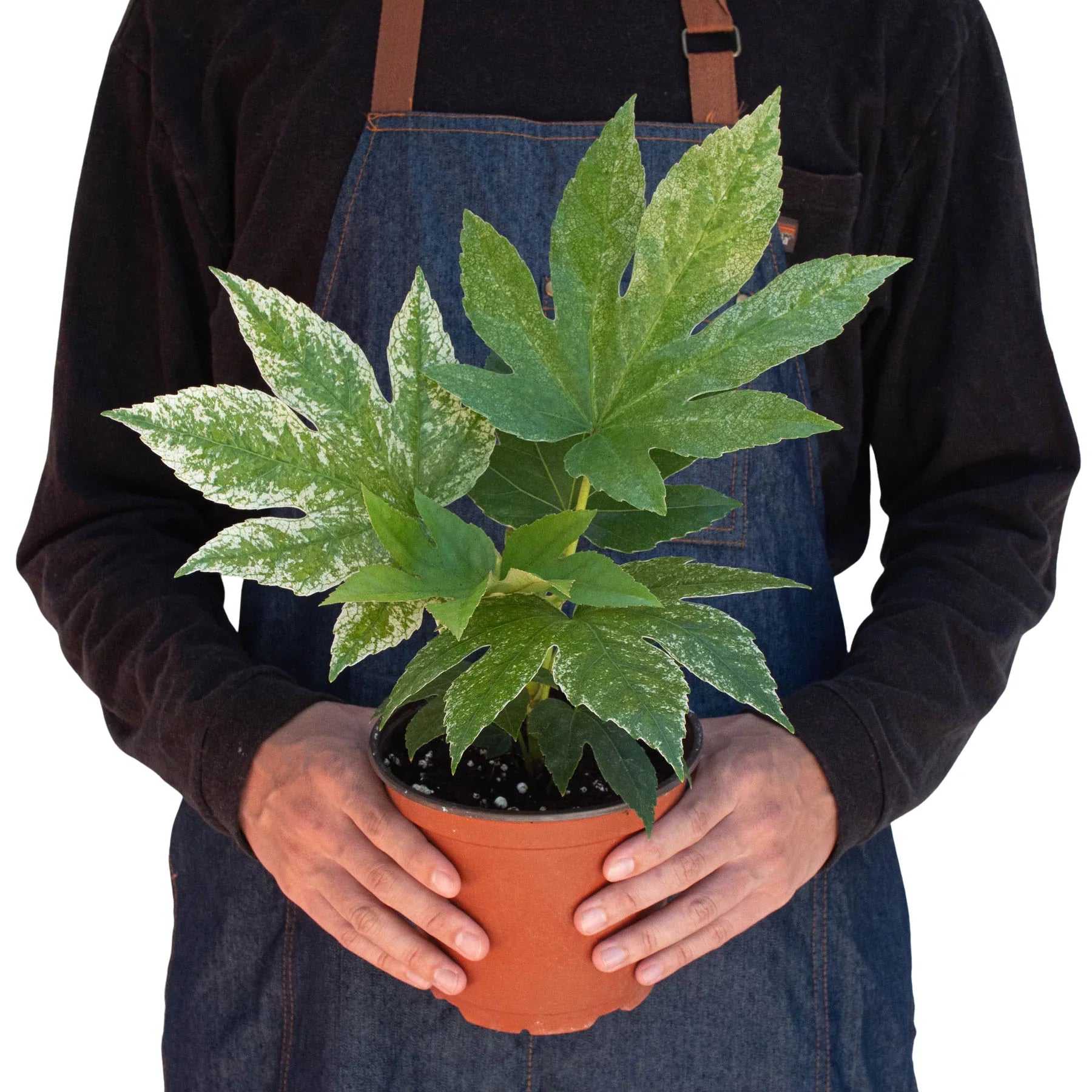 Person holding a potted plant wearing a denim apron on a white background
