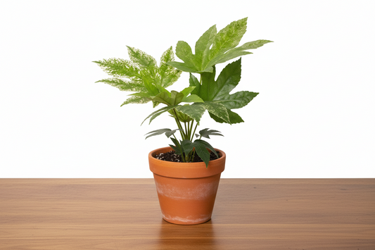 Potted plant with green leaves on a white background