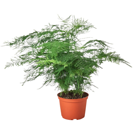 Potted asparagus plumosa fern indoor plant with large green fuzzy foliage in a brown nursery pot.