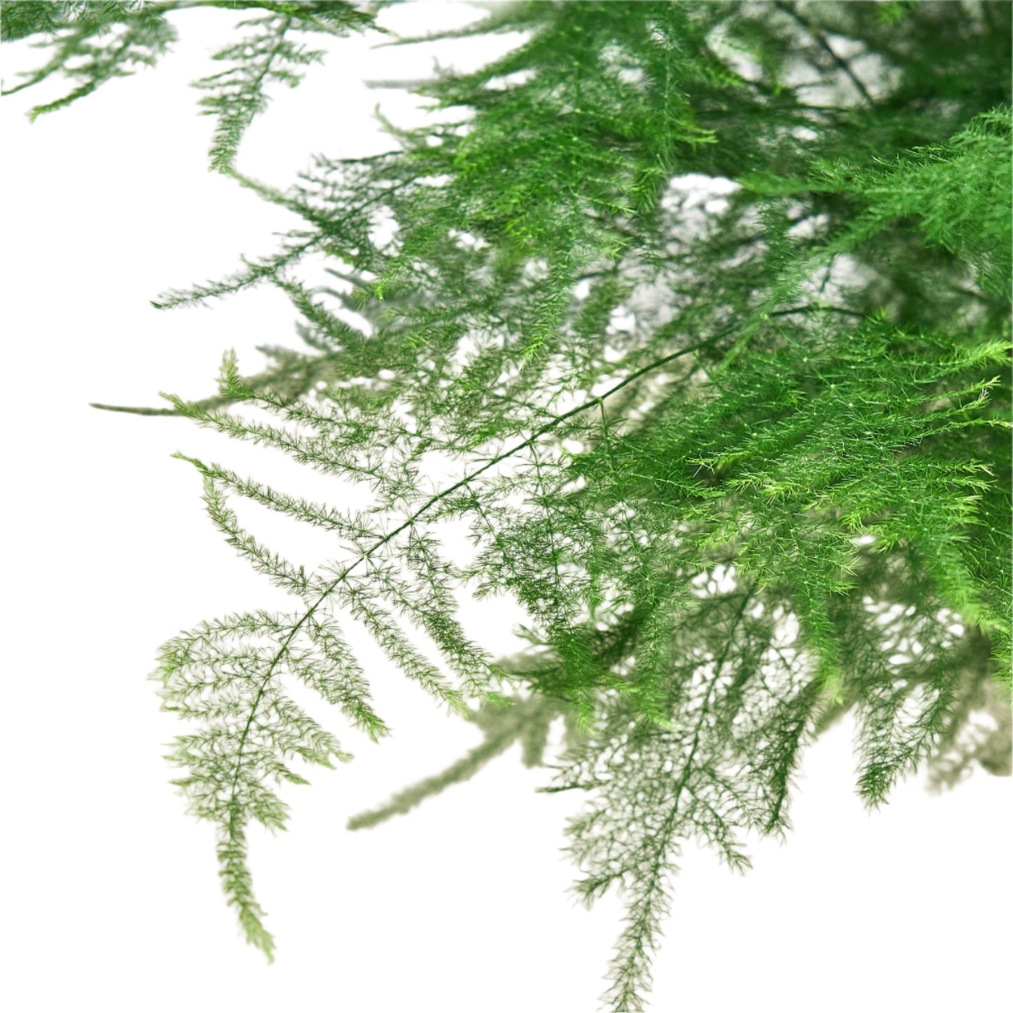 Close-up of green fern leaves on a white background