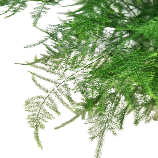 Close-up of green fern leaves on a white background