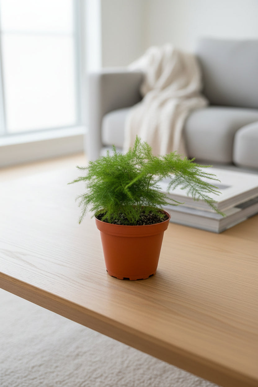 Potted plant with green leaf sitting on a table in a living room with coach and window