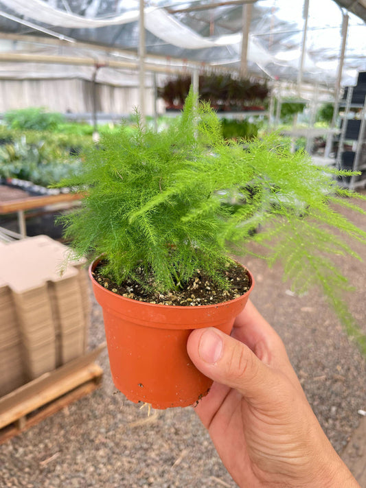 Hand holding a potted asparagus plumosa feen indoor plant with green fuzzy fronds in a brown nursery pot in a greenhouse setting.