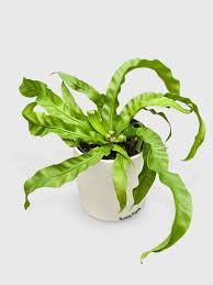 Fern 'Bird's Nest Hurricane'