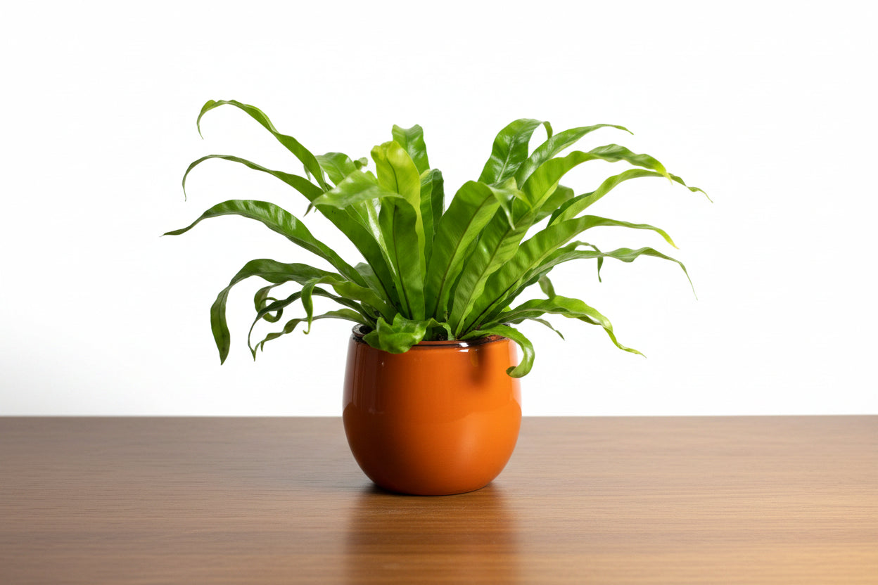 Potted plant with green leaves in an orange pot on a white background