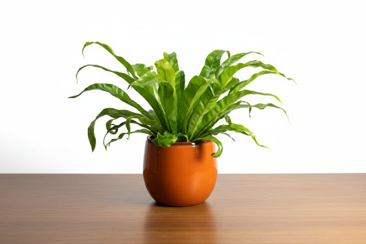 Potted plant with green leaves in an orange pot on a white background