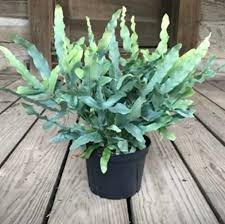 Fern 'Blue Star'