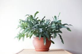 Fern 'Blue Star'