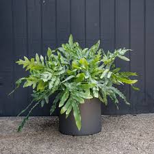 Fern 'Blue Star'