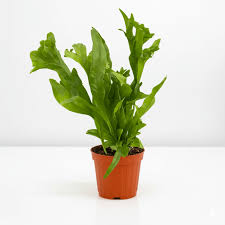 Fern 'Green Flame'