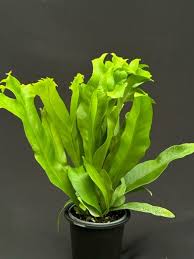 Fern 'Green Flame'
