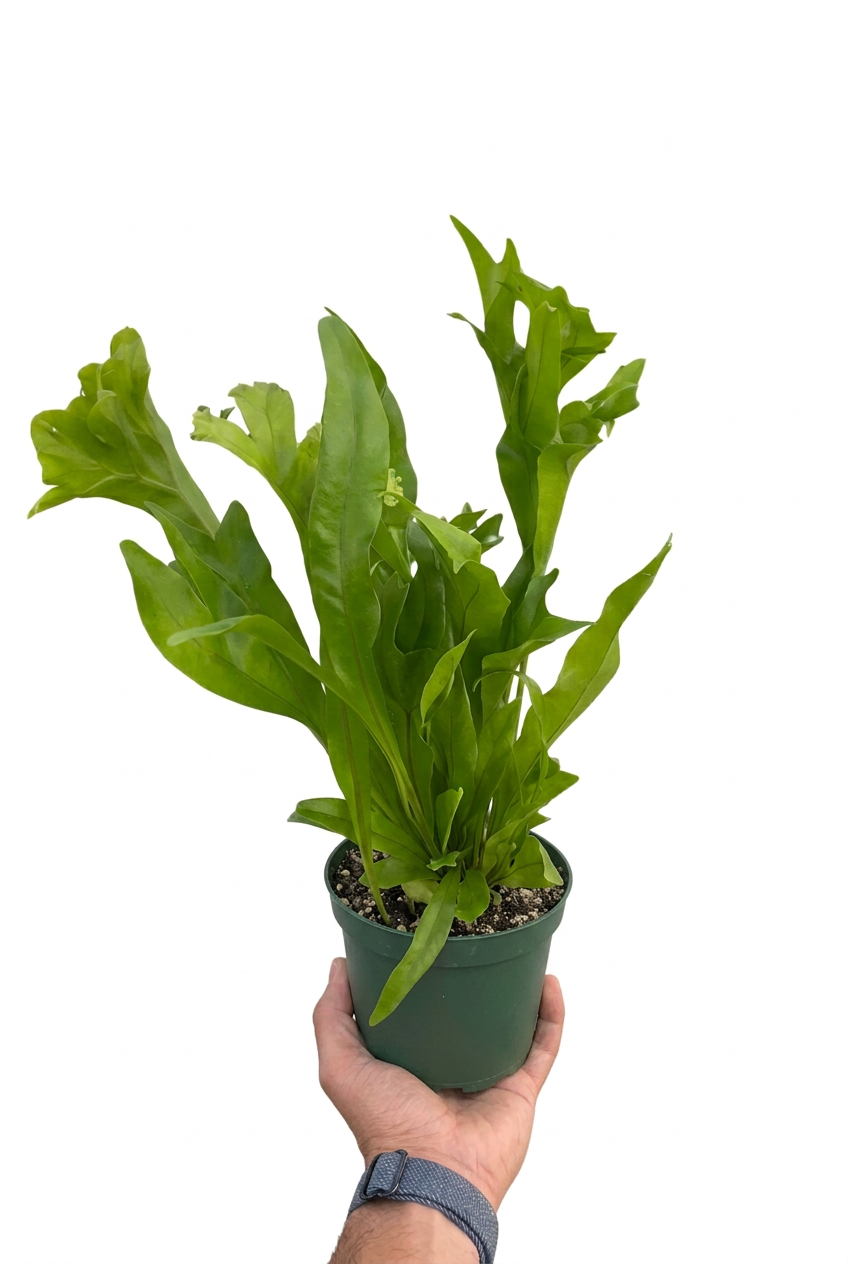 A hand holding a potted green flame fern pet safe plant with tall, wavy, lobed leaves being held in a person's hand against a plain white background.