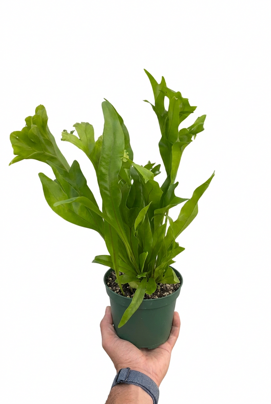 A hand holding a potted green flame fern pet safe plant with tall, wavy, lobed leaves being held in a person's hand against a plain white background.