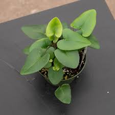 Fern 'Heart'