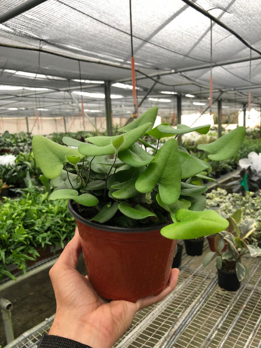 Person holding a potted fern heart pet safe houseplant with green heart shaped leaves in a brown nursery pot greenhouse setting.