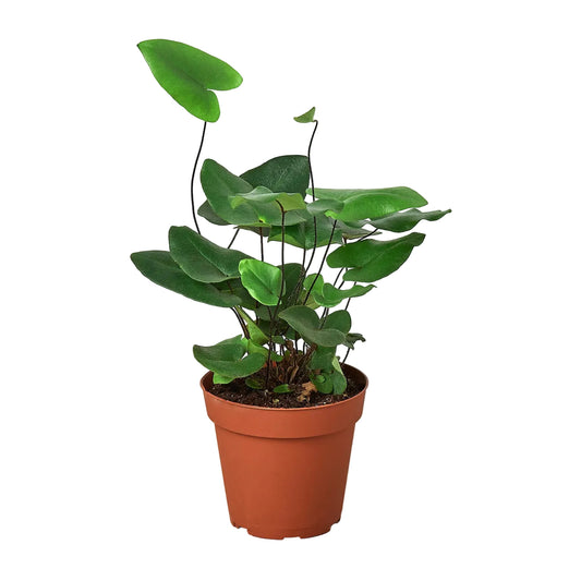 Potted fern heart pet safe houseplant with glossy green heart shaped  leaves in a brown nursery pot.
