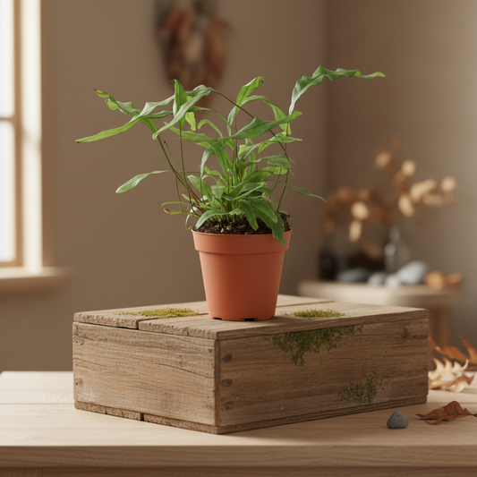 Small plant with green leaves sitting on a wooden box on a brown table with a indoor shed background 