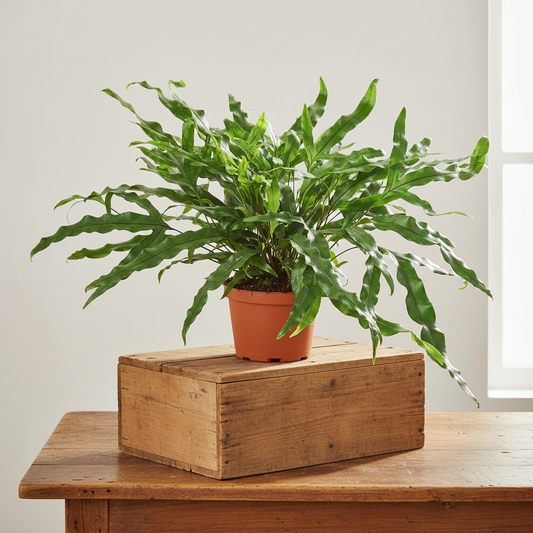 Fern 'Kangaroo Paw'