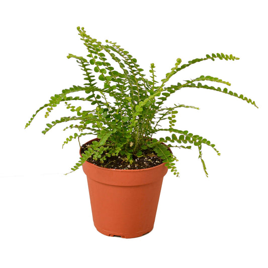 Potted lemon button fern plant with green fronds in a brown nursery pot on a white background.