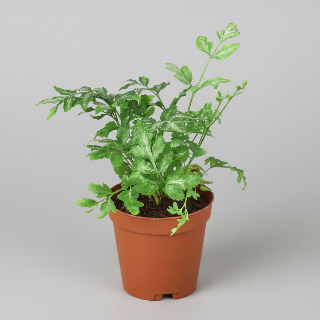 Potted plant with green leaves on a white background