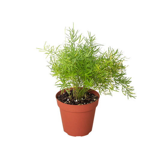 Potted fern sprengeri indoor houseplant with green frond leaves in a terracotta pot on a white background.