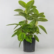 Ficus Altissima 'Yellow Gem'