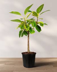 Ficus Altissima 'Yellow Gem'