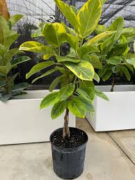 Ficus Altissima 'Yellow Gem'