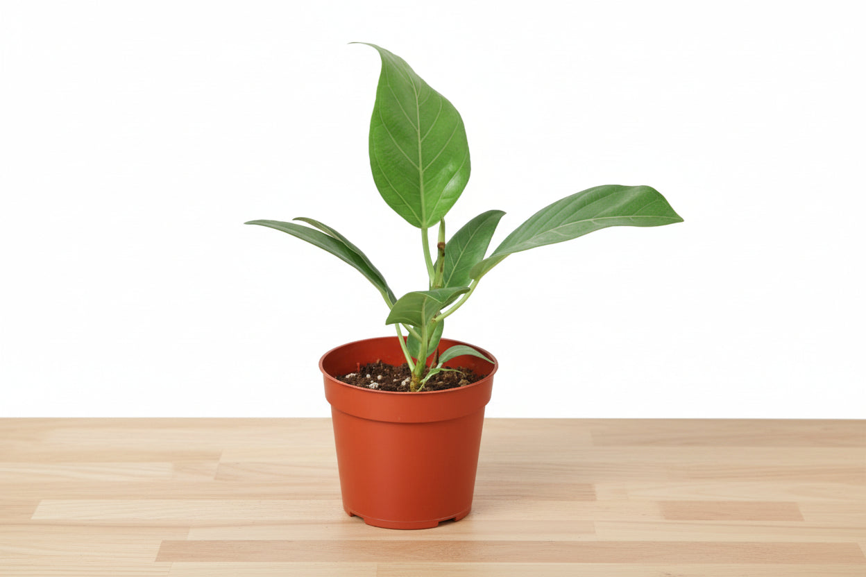 Potted plant with green leaves on a white background