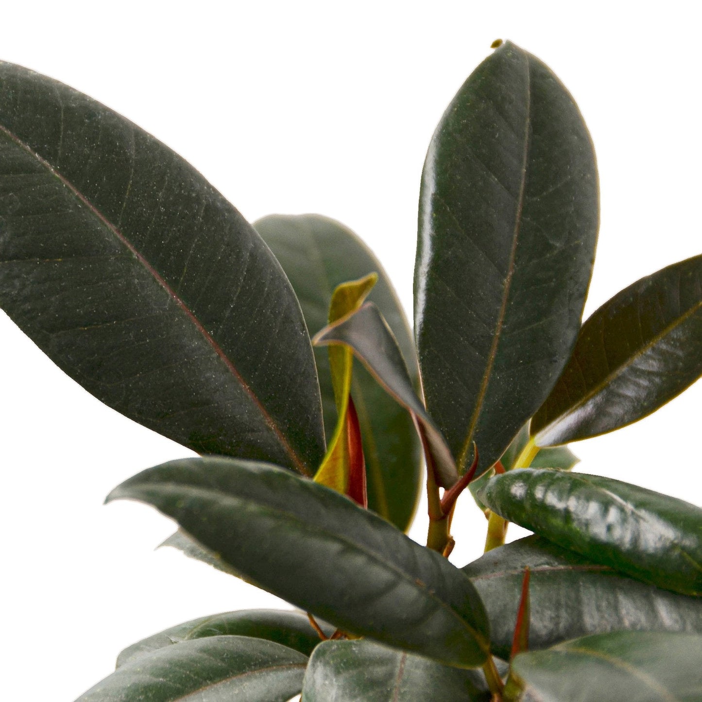 Close-up of dark green leaves with a white background