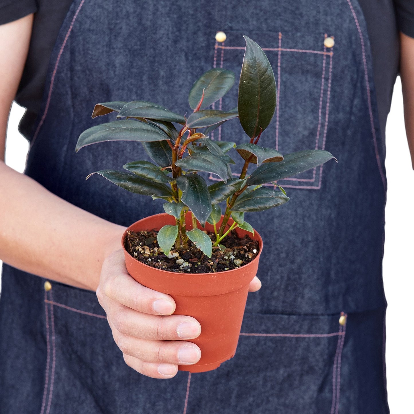 Person holding a potted plant with a blue apron